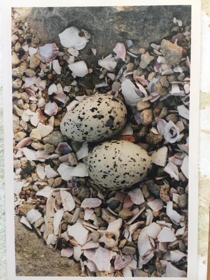 The Speckled Egg, 4 Promenade Rd, Lakeside, Ciudad del Cabo Exterior foto